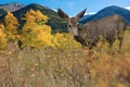 Deer doe grazing in field with golden aspen during fall autumn changing colors Colorado mountains Royalty Free Stock Photo