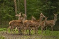 Deer and doe on green meadow in wet autumn day Royalty Free Stock Photo