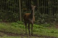 Deer and doe on green meadow in wet autumn day Royalty Free Stock Photo