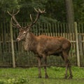 Deer and doe on green meadow in wet autumn day Royalty Free Stock Photo