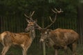 Deer and doe on green meadow in wet autumn day Royalty Free Stock Photo