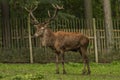 Deer and doe on green meadow in wet autumn day Royalty Free Stock Photo