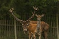 Deer and doe on green meadow in wet autumn day Royalty Free Stock Photo