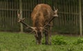 Deer and doe on green meadow in wet autumn day Royalty Free Stock Photo