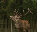 Deer and doe on green meadow in wet autumn day