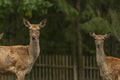 Deer and doe on green meadow in wet autumn day Royalty Free Stock Photo