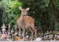 Deer -doe at Japan village