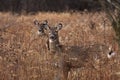 Deer/doe posing in the woodlands Royalty Free Stock Photo