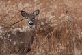 Deer/doe posing in the woodlands Royalty Free Stock Photo