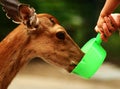 Deer drinking Royalty Free Stock Photo