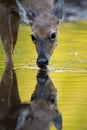 Deer Drinking