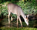 Deer in Stream