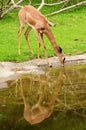 Deer drinking water Royalty Free Stock Photo