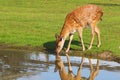 Deer drinking water Royalty Free Stock Photo