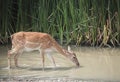 Deer drinking water