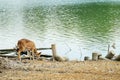 Deer drinking water at the river