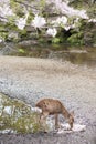 A deer drinking water, sakura tree, Japan Royalty Free Stock Photo