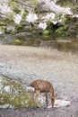 A deer drinking water, sakura tree, Japan Royalty Free Stock Photo