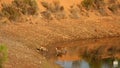 Deer drinking at waterhole of National Park Monfrague, Spain