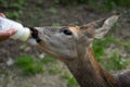 Deer drinks milk from the bottle, Capreolus capreolus