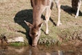 Deer drinks water