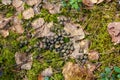 Deer droppings poop also known as feces, stool or scat are usually piled small pellets in forest Royalty Free Stock Photo