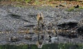 A deer and duck reflected in a lake.