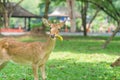 Deer eat banana on green grass in the garden Royalty Free Stock Photo