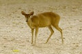 Deer eat mangoes in Khao Yai