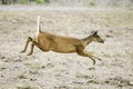 Deer eat mangoes in Khao Yai