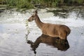 |Deer Eating in the bath at Bushy Park Surrey Royalty Free Stock Photo