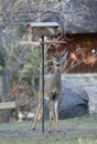 Deer Eating at the Birdfeeder Royalty Free Stock Photo