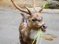 A DEER EATING CARROTS Royalty Free Stock Photo