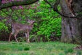 A Deer Eating Flowers off a Tree Royalty Free Stock Photo