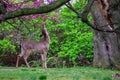 A Deer Eating Flowers off a Tree Royalty Free Stock Photo