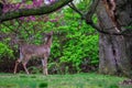 A Deer Eating Flowers off a Tree Royalty Free Stock Photo