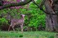 A Deer Eating Flowers off a Tree Royalty Free Stock Photo