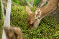 Deer eating food intently. Royalty Free Stock Photo