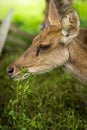 Deer eating food. Royalty Free Stock Photo