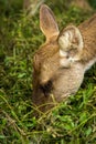 Deer eating food. Royalty Free Stock Photo