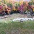 Deer eating grass in front of colorful fall folliage in the Blue Ridge Mountains