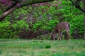 A Deer Eating Grass on the Ground Royalty Free Stock Photo