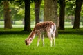 A deer eating grass in Pheonix Park, Dublin