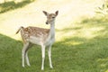 Deer eating grass