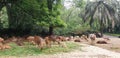 Deer eating grass zoo wildlife nature life animal mamal