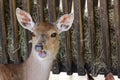 Deer eating hay at feeding trough, daytime in shade, no people Royalty Free Stock Photo