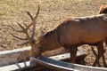 Deer Eating in wildpark in Bad Mergentheim