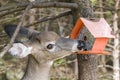 Deer Stealing Bird Seed