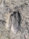 Deer, elk, cow footprint in the mud in the forest, close up, detailed, on the dirt horseback trails through trees on the Yellow Fo Royalty Free Stock Photo