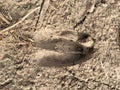 Deer, elk, cow footprint in the mud in the forest, close up, detailed, on the dirt horseback trails through trees on the Yellow Fo Royalty Free Stock Photo